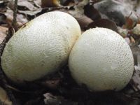 Dickschaliger Kartoffelbovist